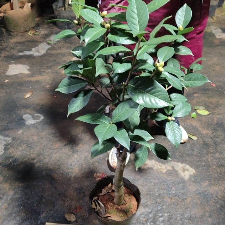 全部花苞楚雄茶花不包邮