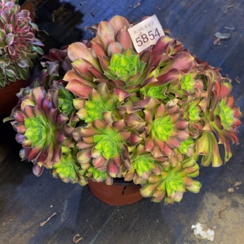 韶华多肉植物5854
