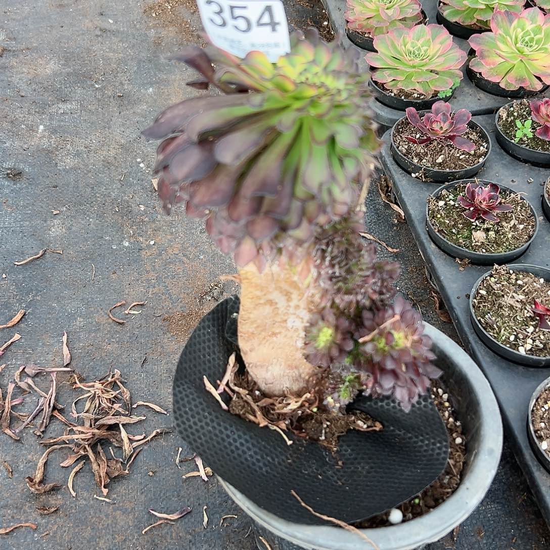 美亚缀化、354多肉植物