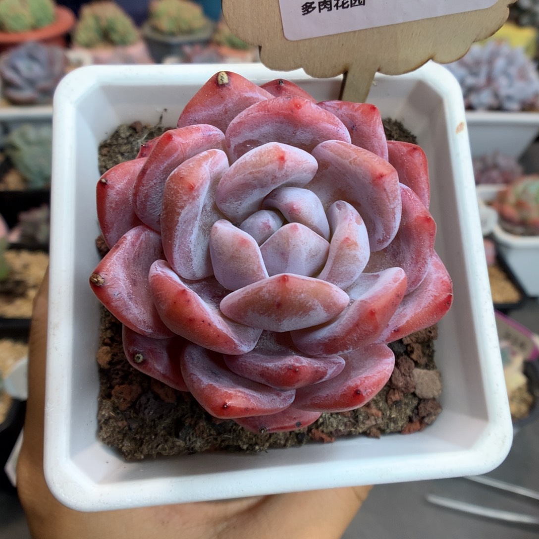 30包子脸梦露多肉植物