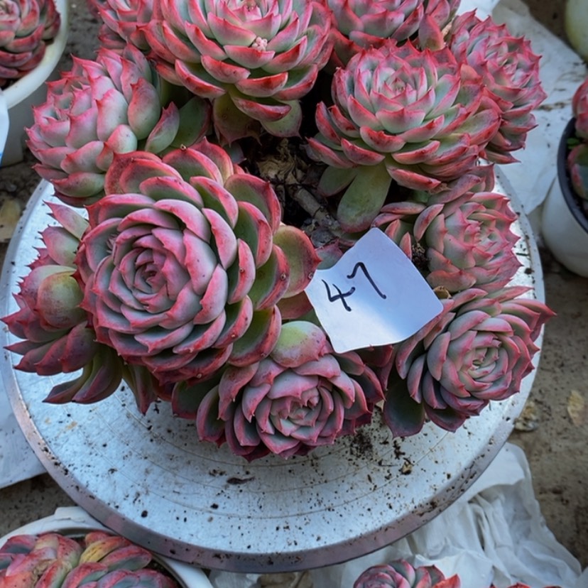 【闪购商品】执**?多肉植物