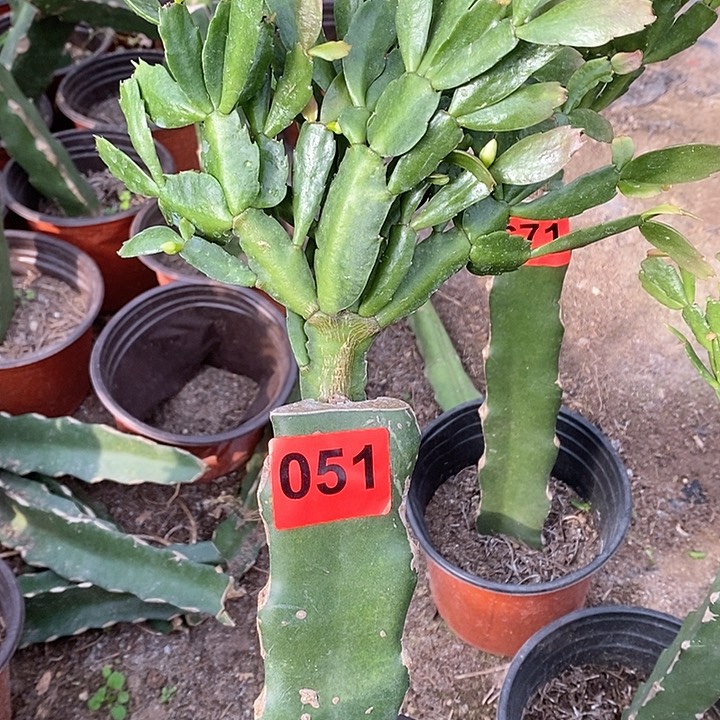 无花朵裙子051号新疆不包邮