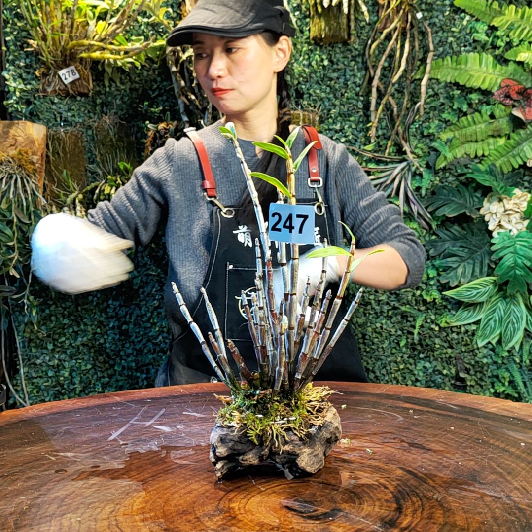 【闪购商品】247铜皮花