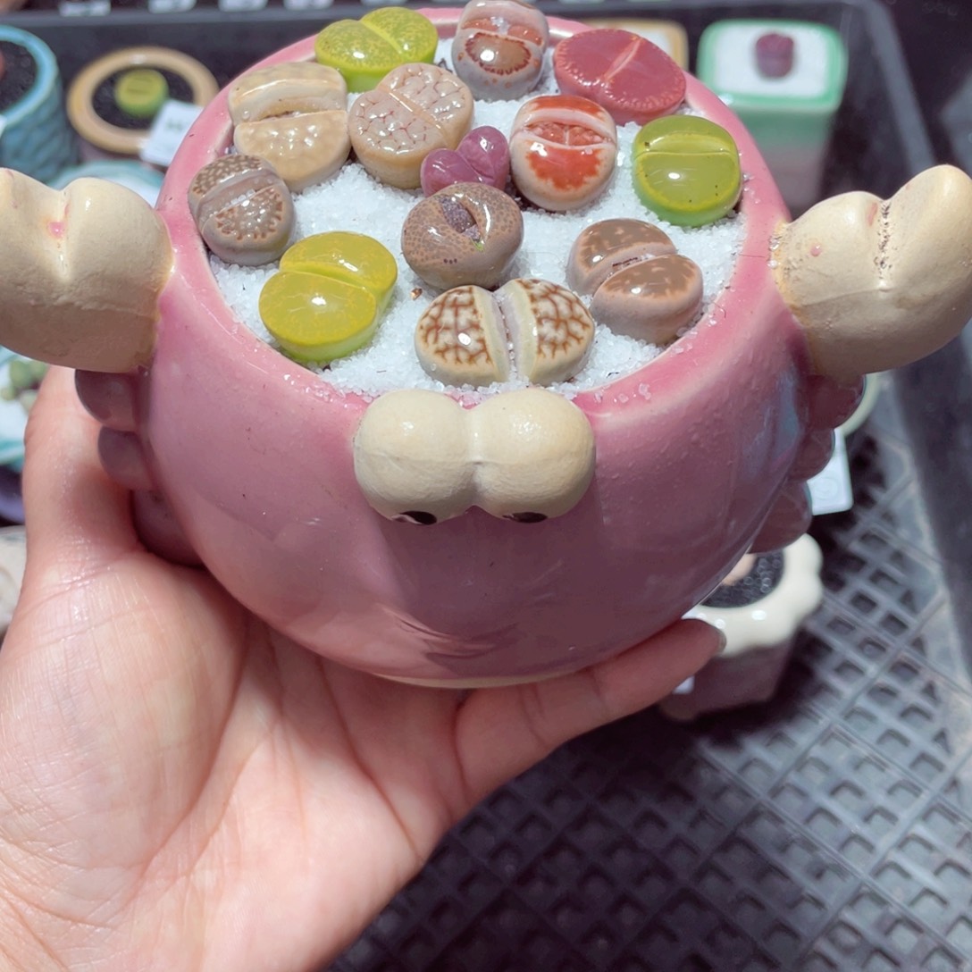 w1237 带盆土发货-零下地区拍保温箱