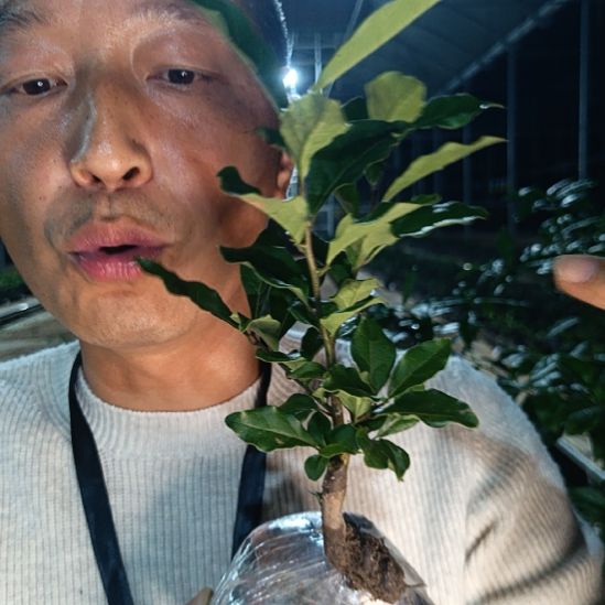 无花朵金弹子金刚 087