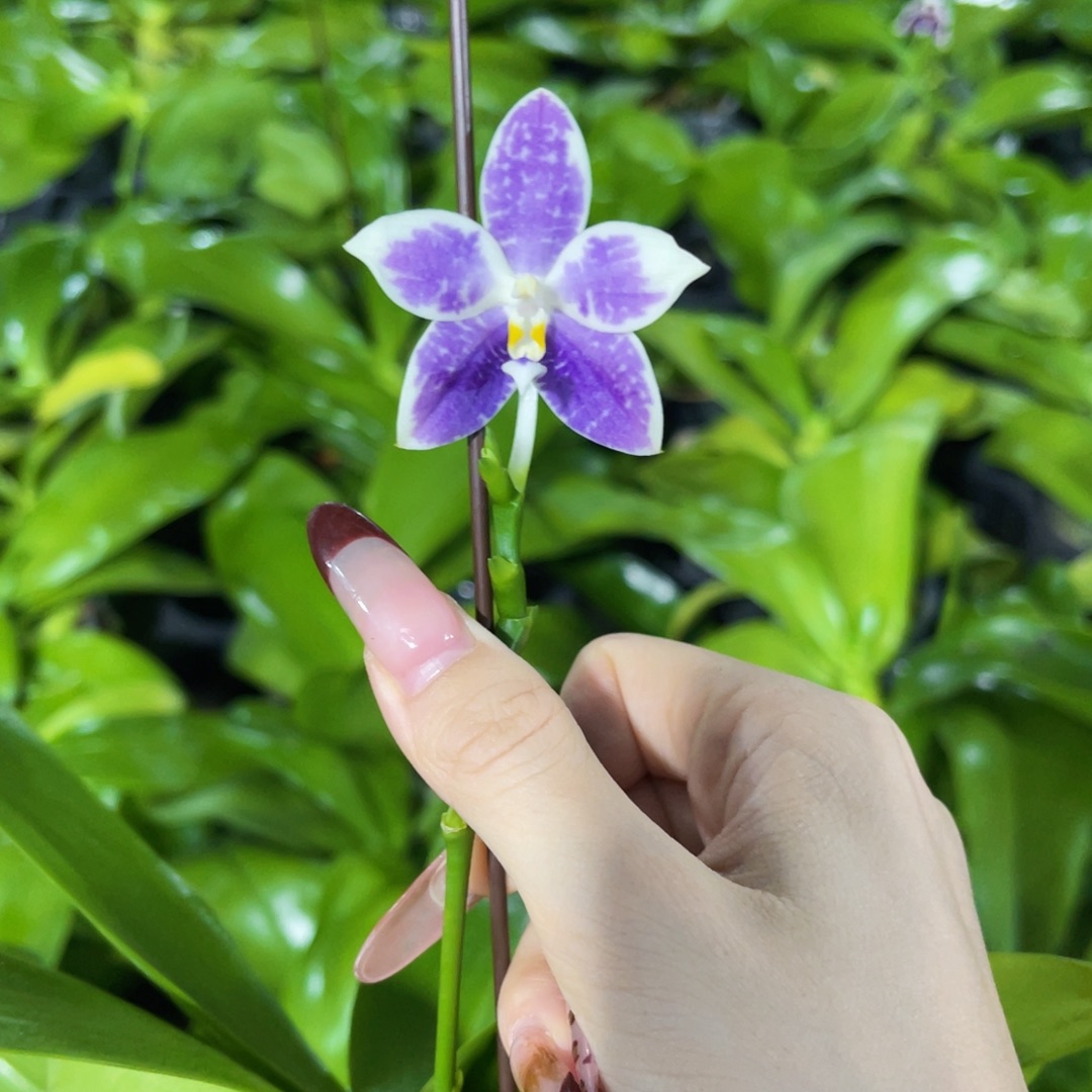 无花朵蝴蝶兰原生柳林3485