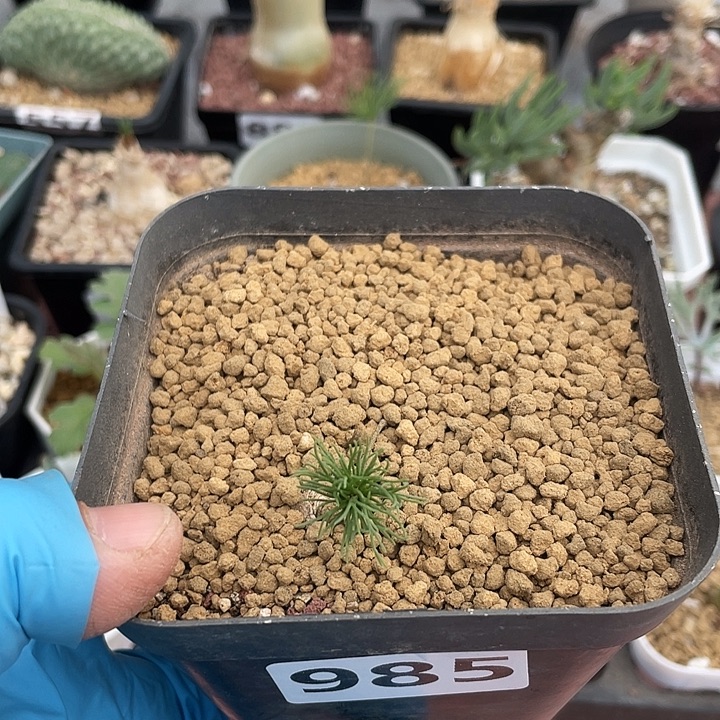 985扫把头雾冰玉块根