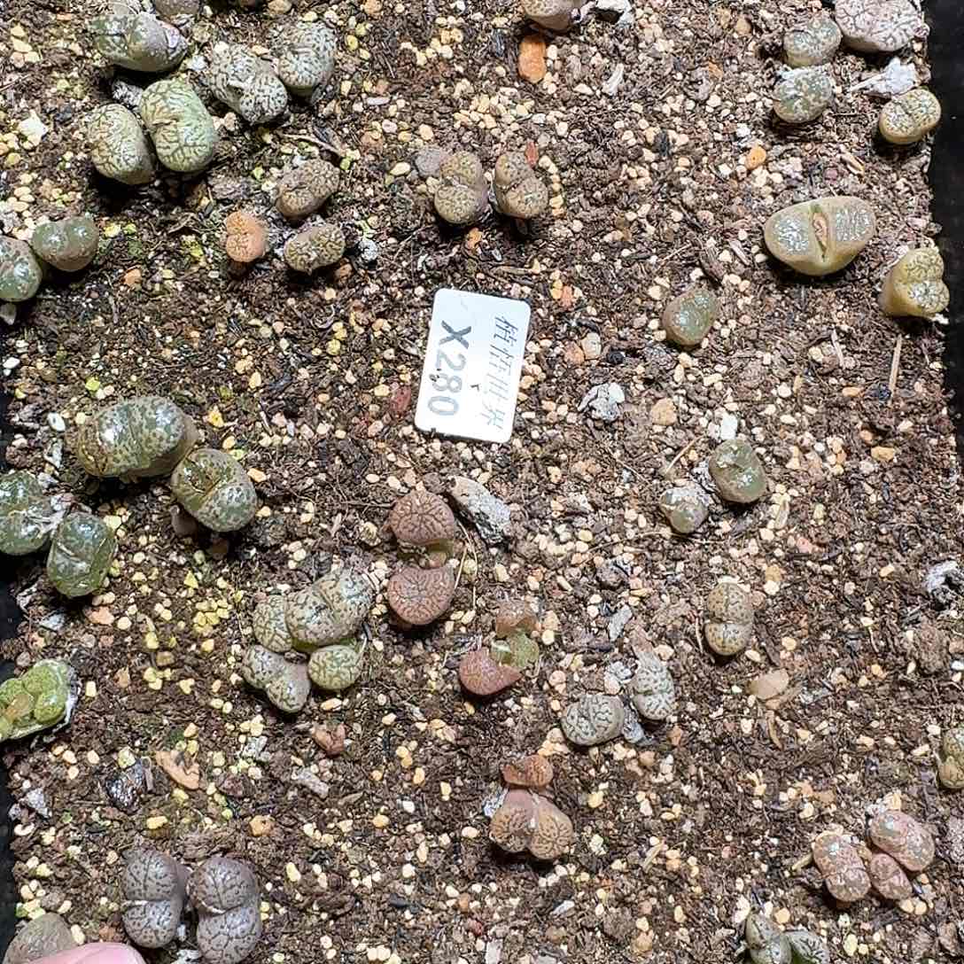 280盒多肉植物哇f g g
