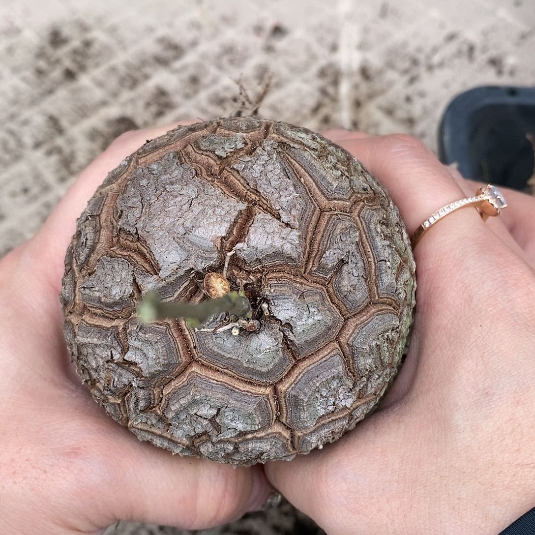 801号7.7南非龟甲龙