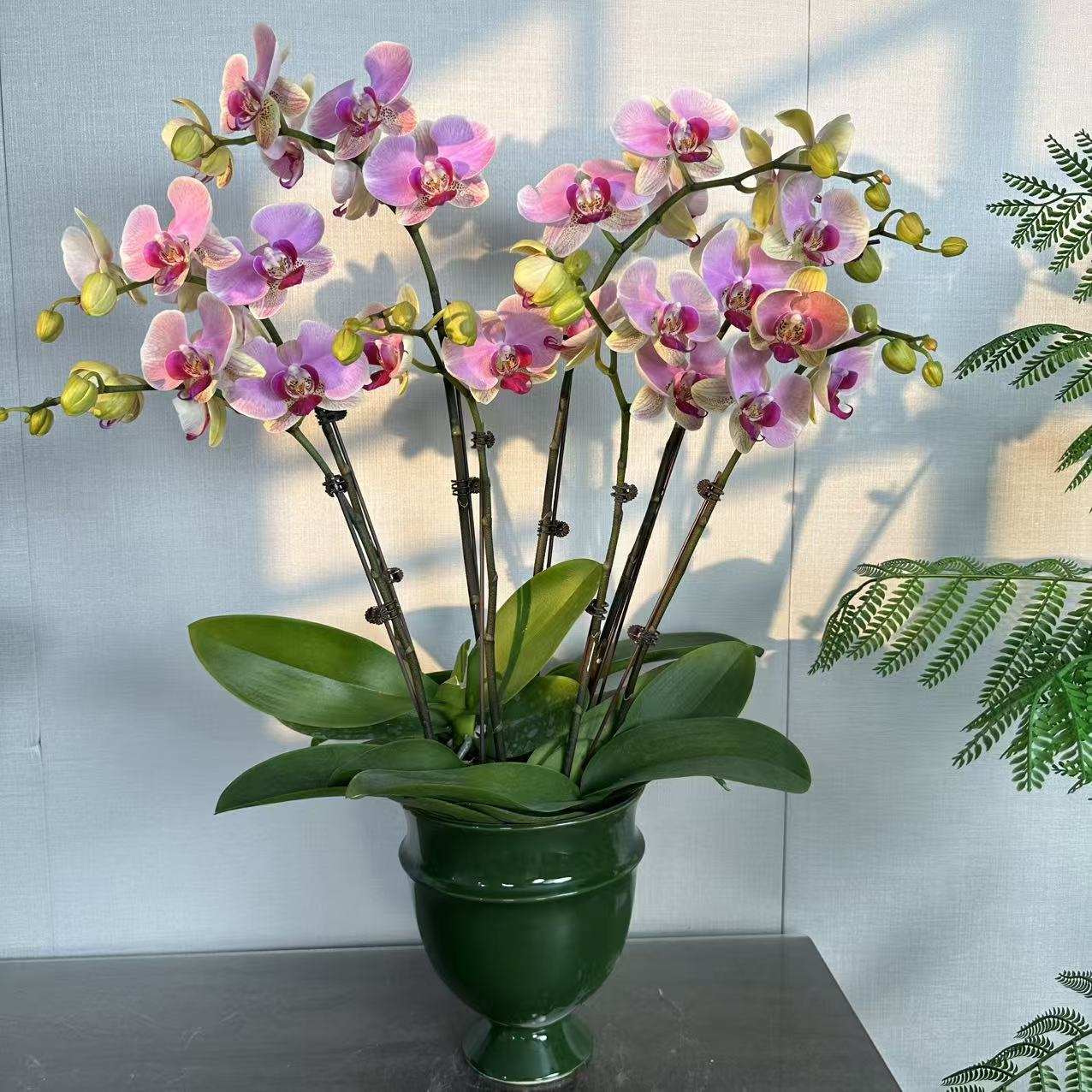 精选蝴蝶兰【蒙娜丽莎】紫色系大花 室内花卉绿植 基地直发