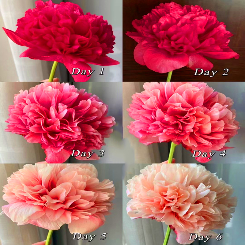 【2年苗拍五颗送一颗】重瓣观赏芍药花苗（原颗带全根发货）