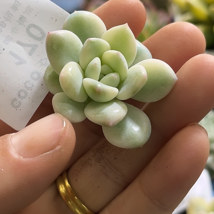 170白马老香水腹轮锦炸多肉