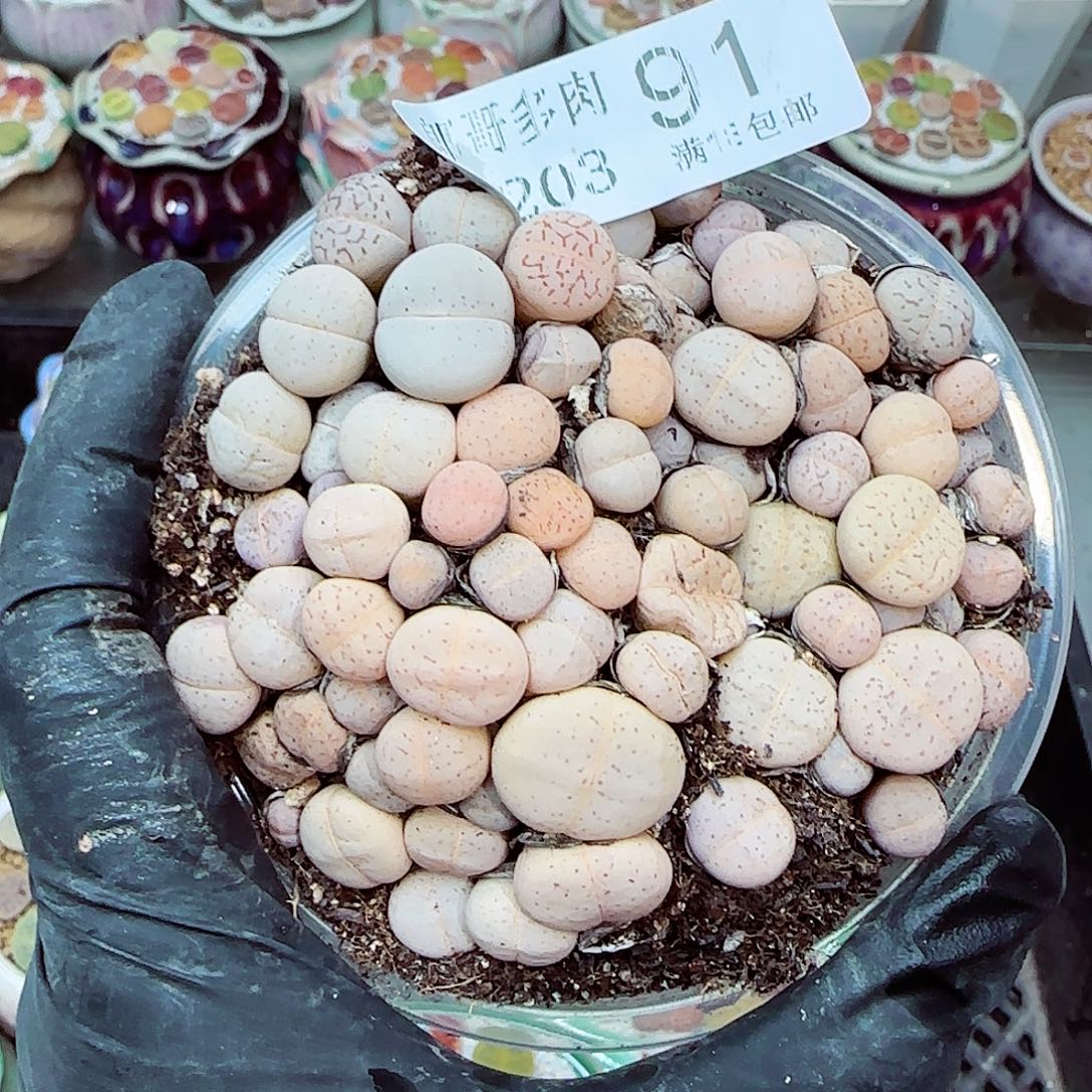 生石花满18包邮1203-91
