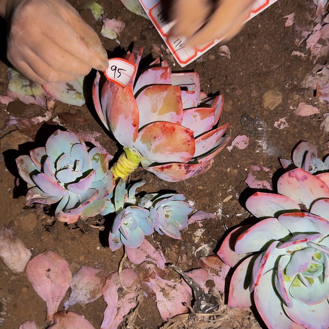 龙***下血凤 一颗 不包损95号