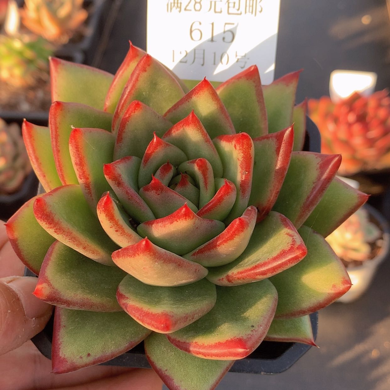 【闪购商品】云615号