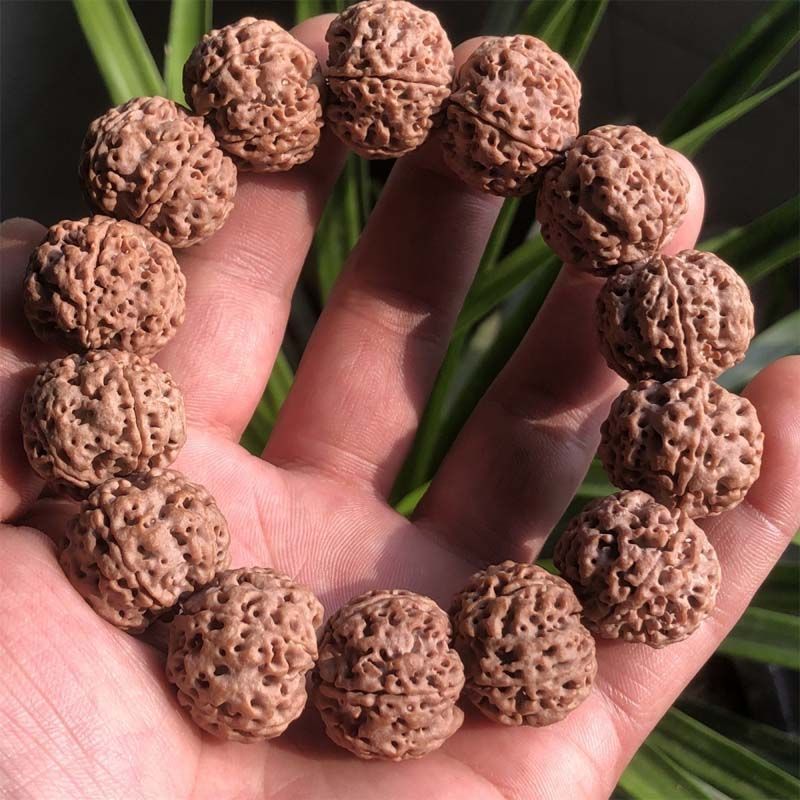 原皮原色尼泊尔五瓣大金刚蜂窝满肉