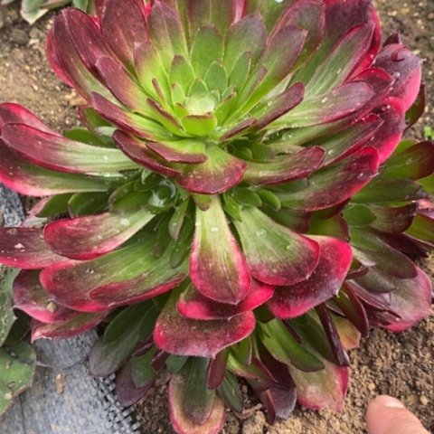 729孔雀翎满25包邮多肉