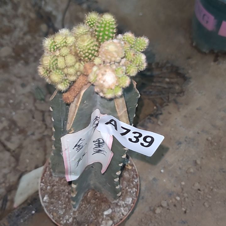 雅***饰量天尺金妞金妞1个739