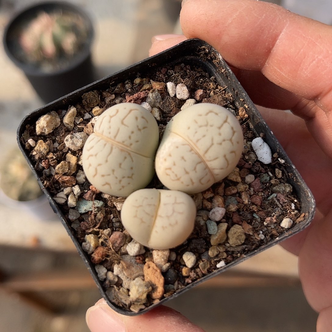 实生绫耀玉一物一拍的