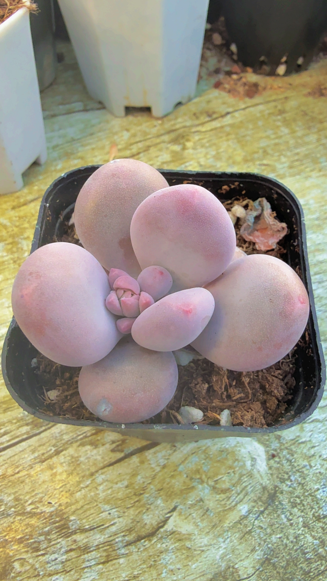 多肉原始奶酪（满12.9包邮）