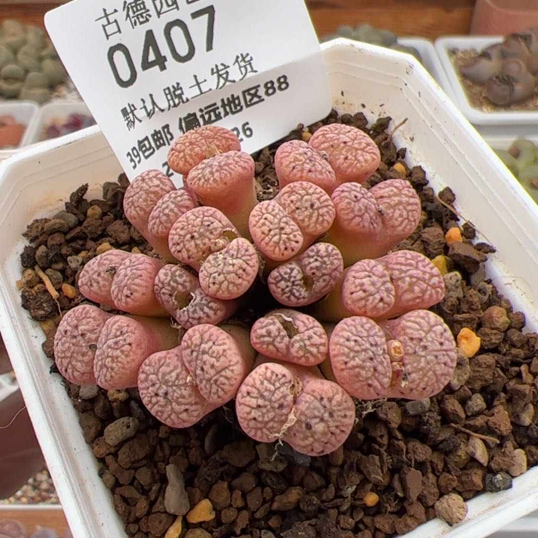 0407号 鸟多肉植物