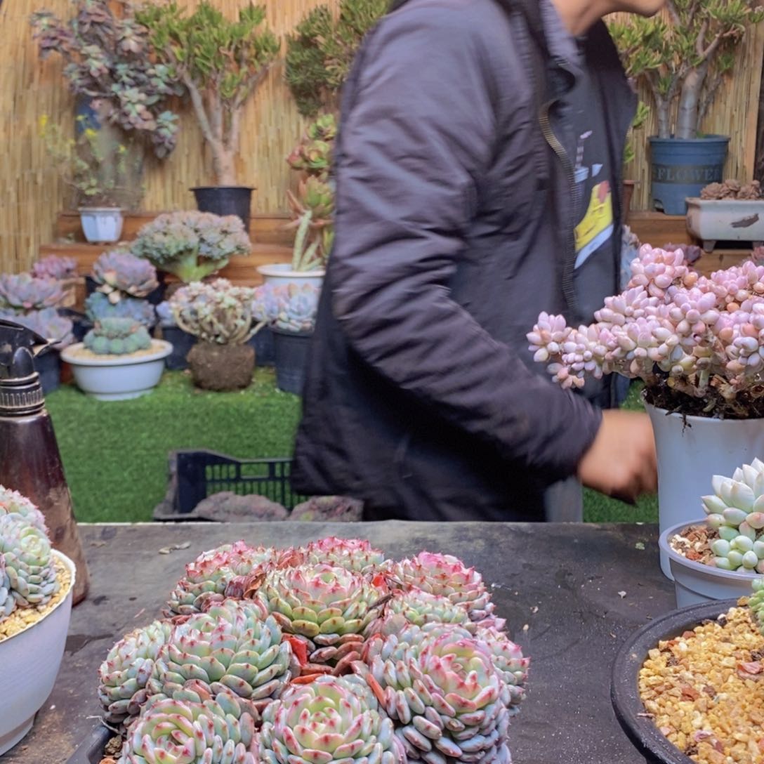 B****e11号白胖子手捧