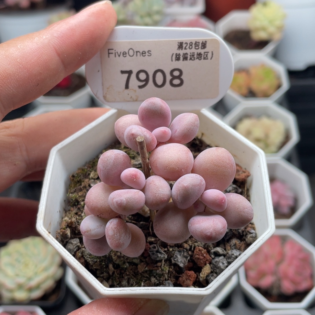 桃蛋7908-4.5厘米
