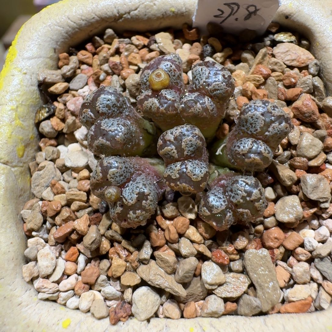 蘑菇1211蝴蝶勋章多肉植物