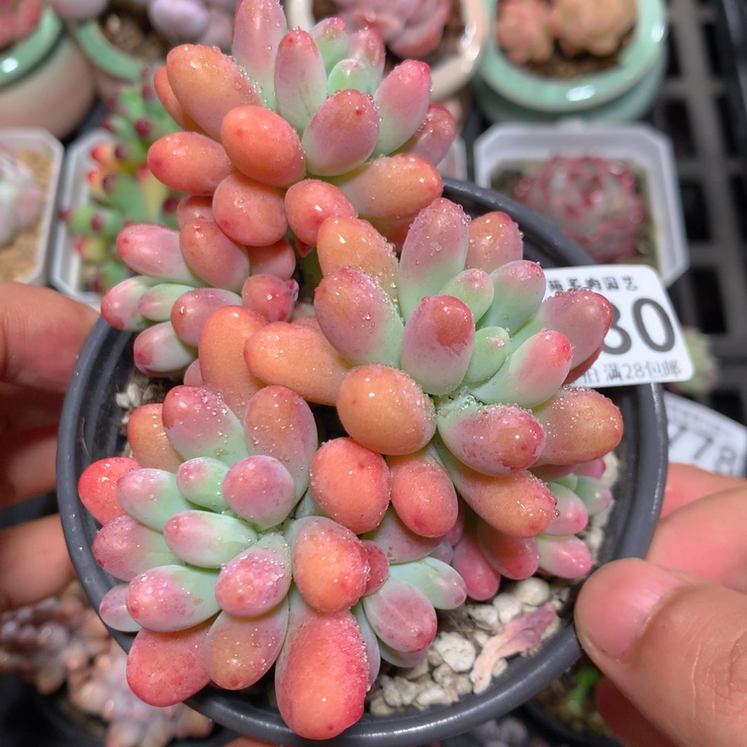 5CM拇指盆精控多肉ZH780