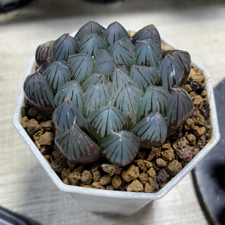 粉龙爪多肉植物新手好养【16包邮】