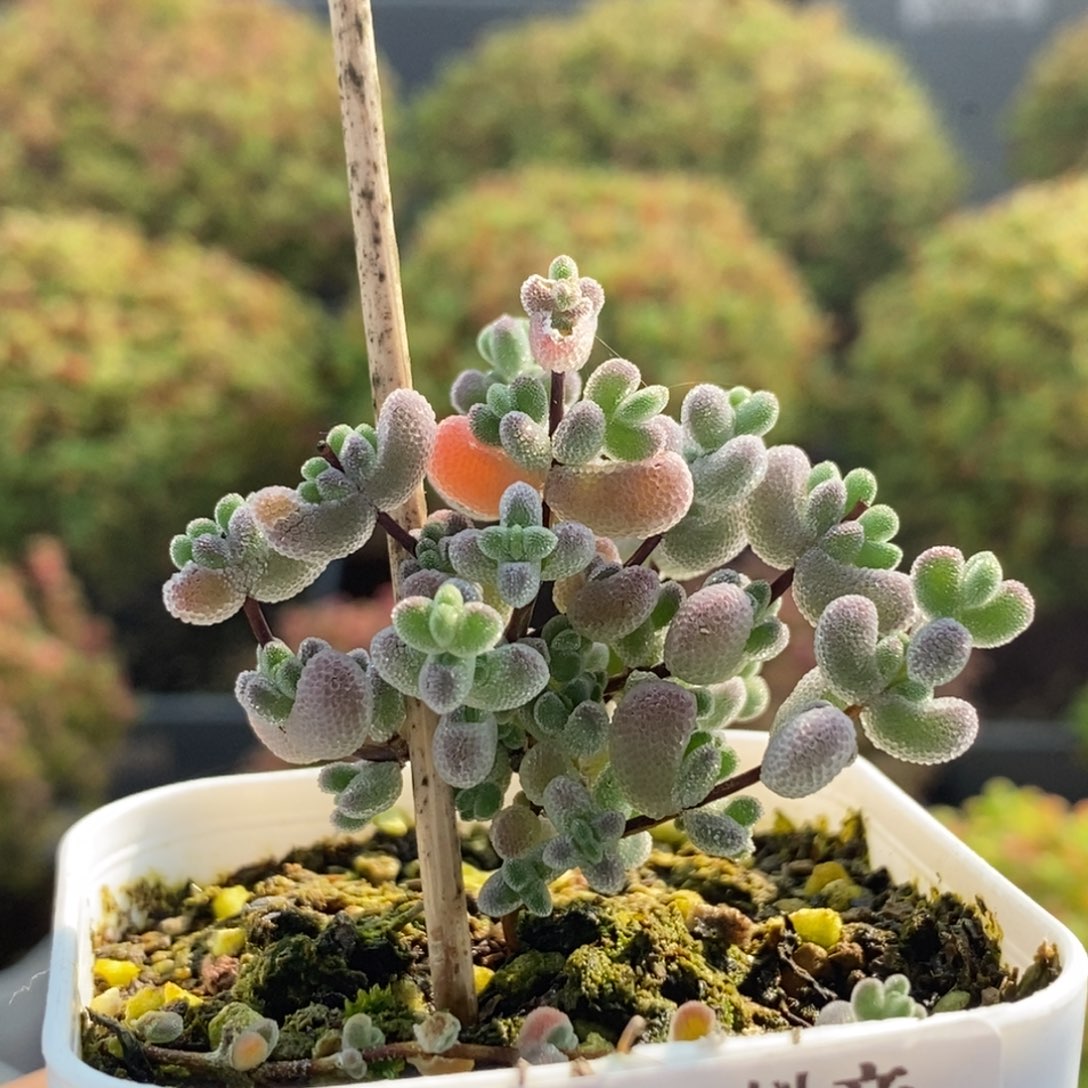 实生莱斯1313枝干番杏