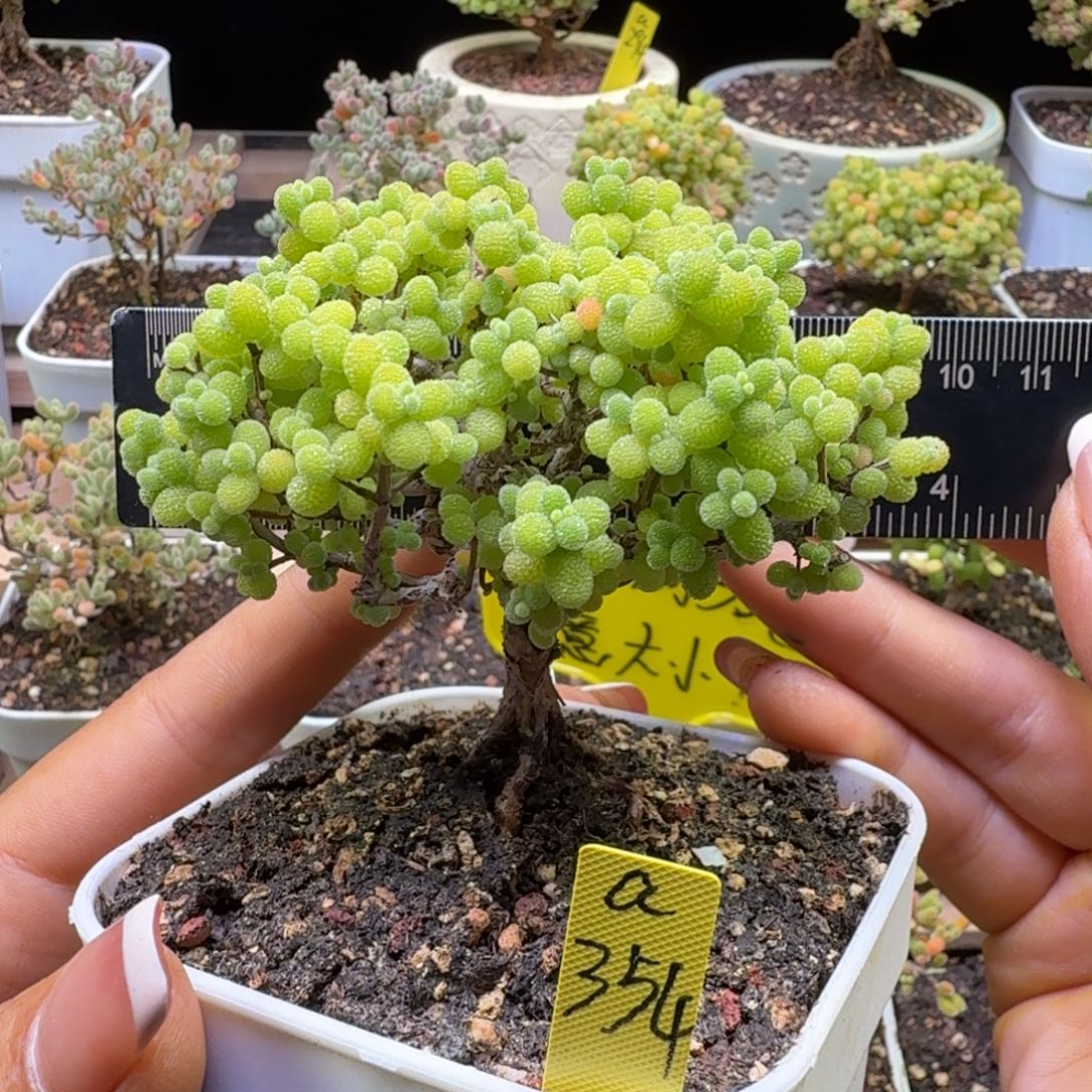 a354号金桔冠服9厘米左右