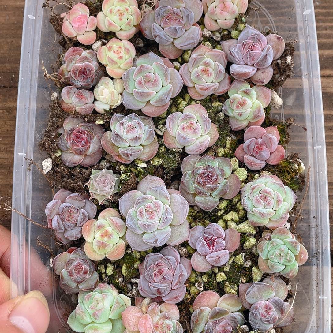 多肉植物多肉植物646