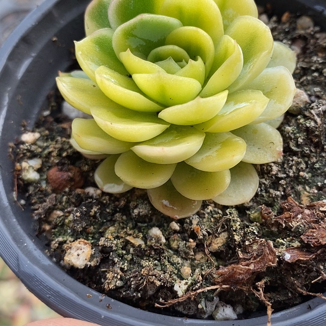 546贝瑞黄富伦锦多肉植物