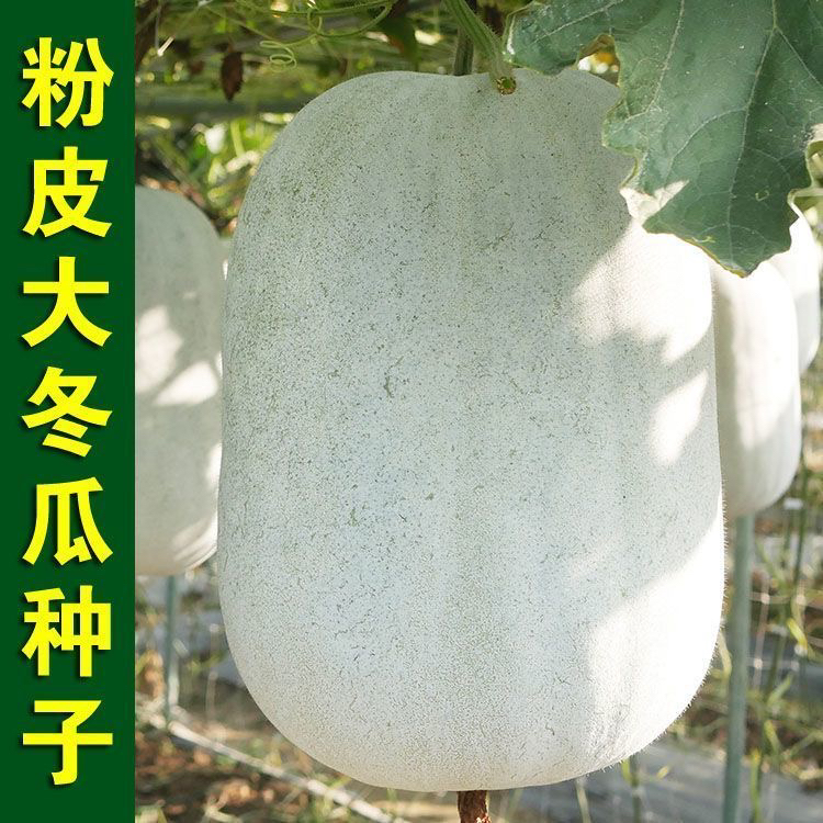【全店6包包邮】大胖粉皮冬瓜种子冬瓜籽 高产特大巨型大冬瓜种子