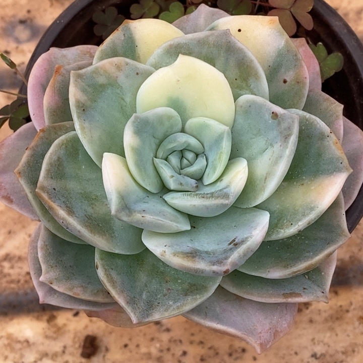 可爱玫瑰红红红火火