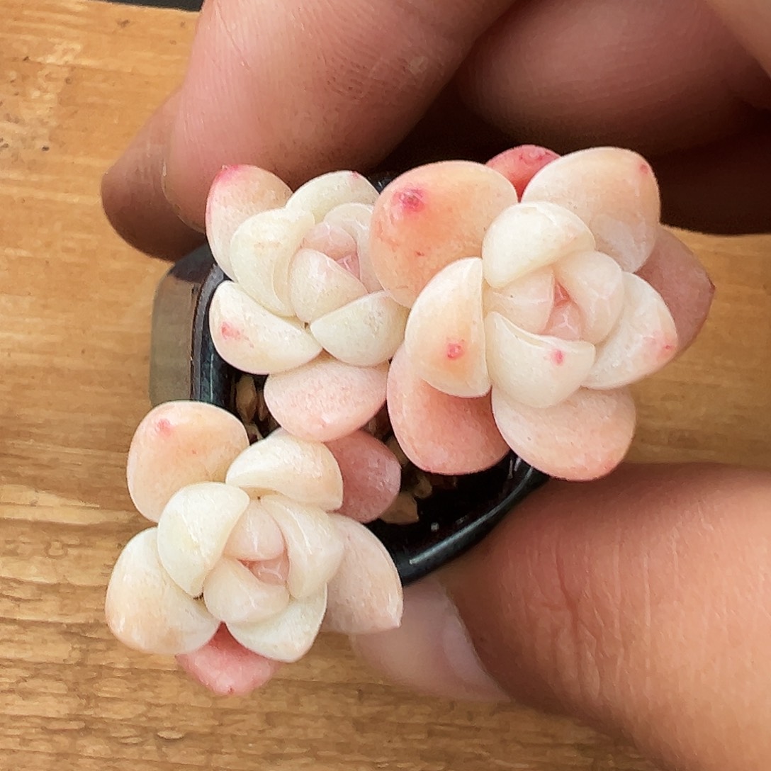 冰玉三头长腿1391