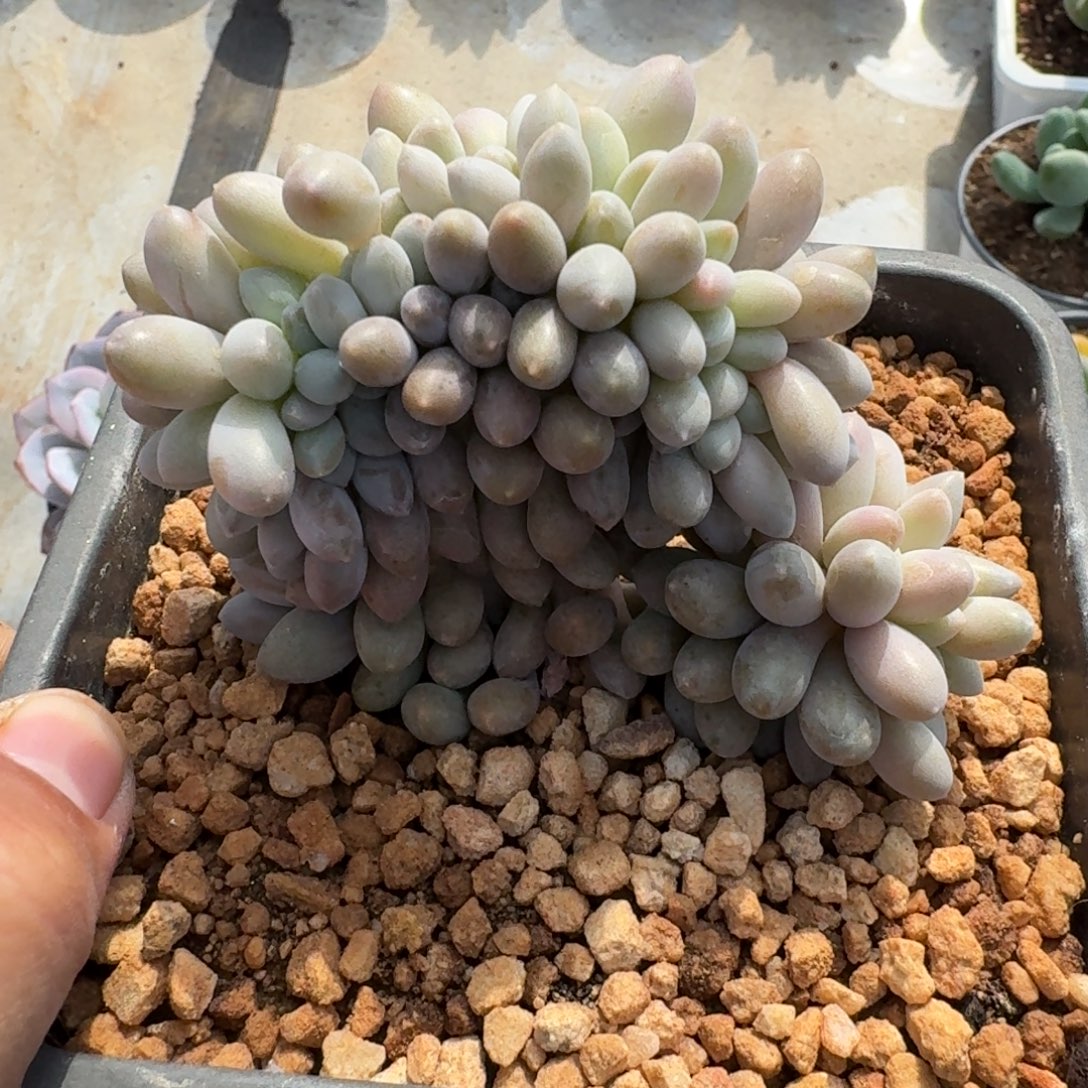 汤圆 缀化 一物一拍