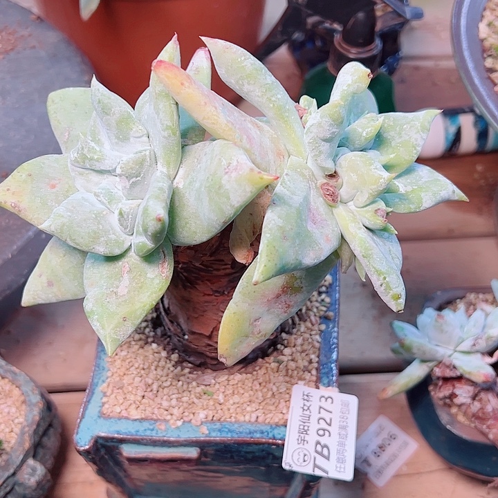 9273牡丹仙女杯多肉