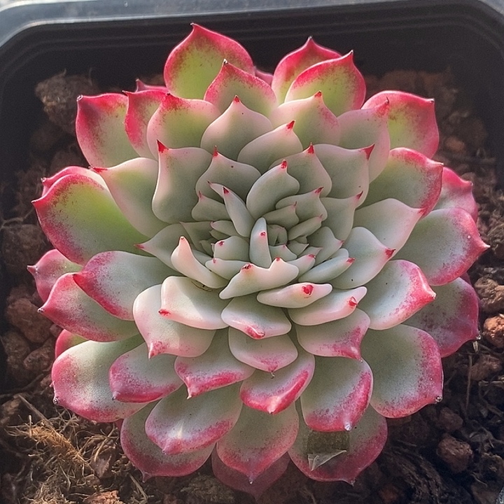 红体沙罗姬锦3头多肉