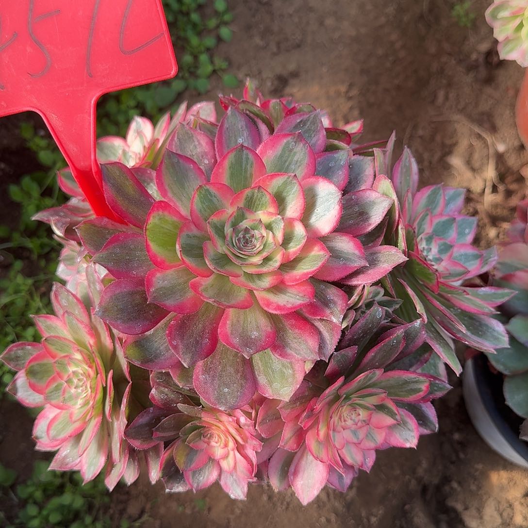 4572云荷多肉法师