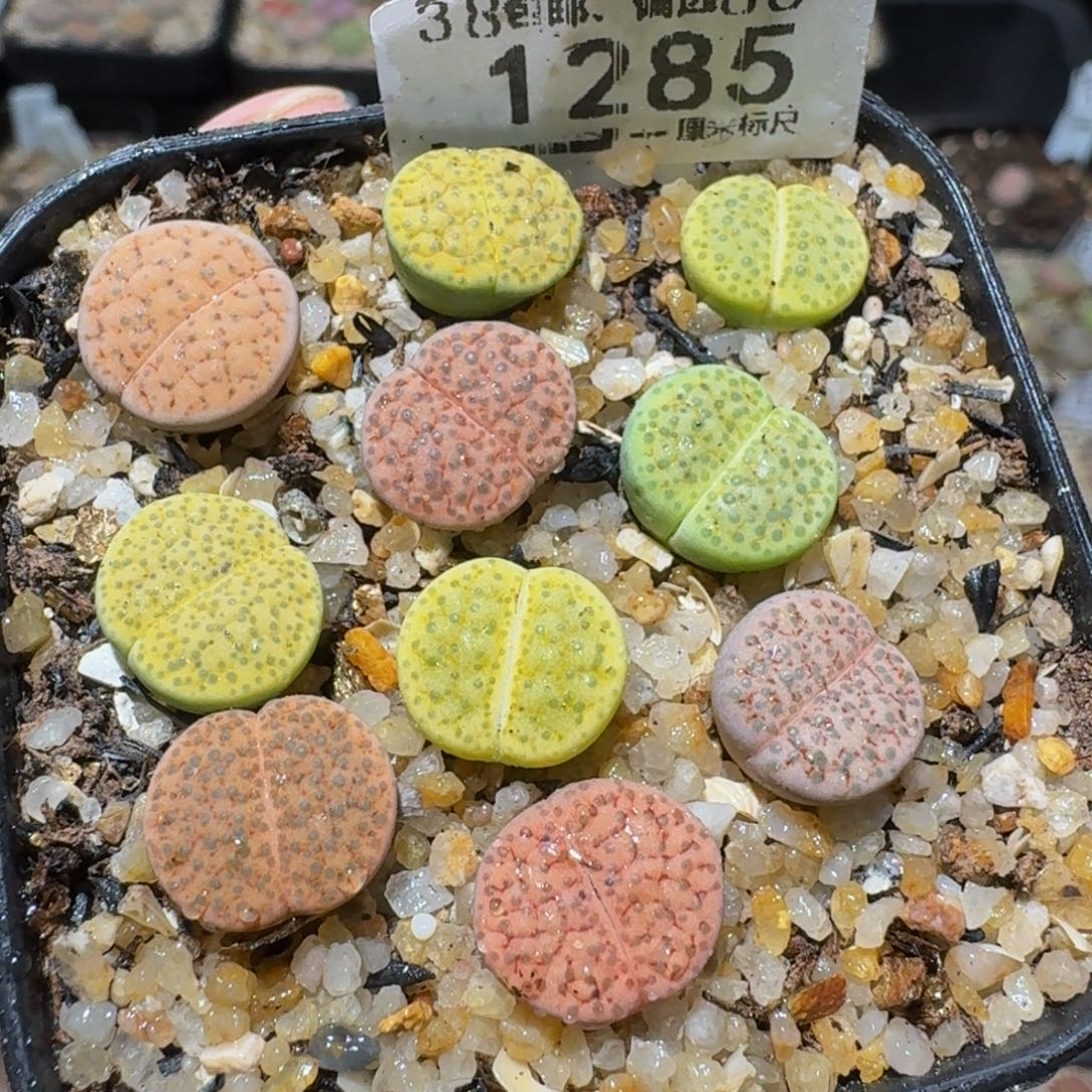 zzzz精品生石花1285