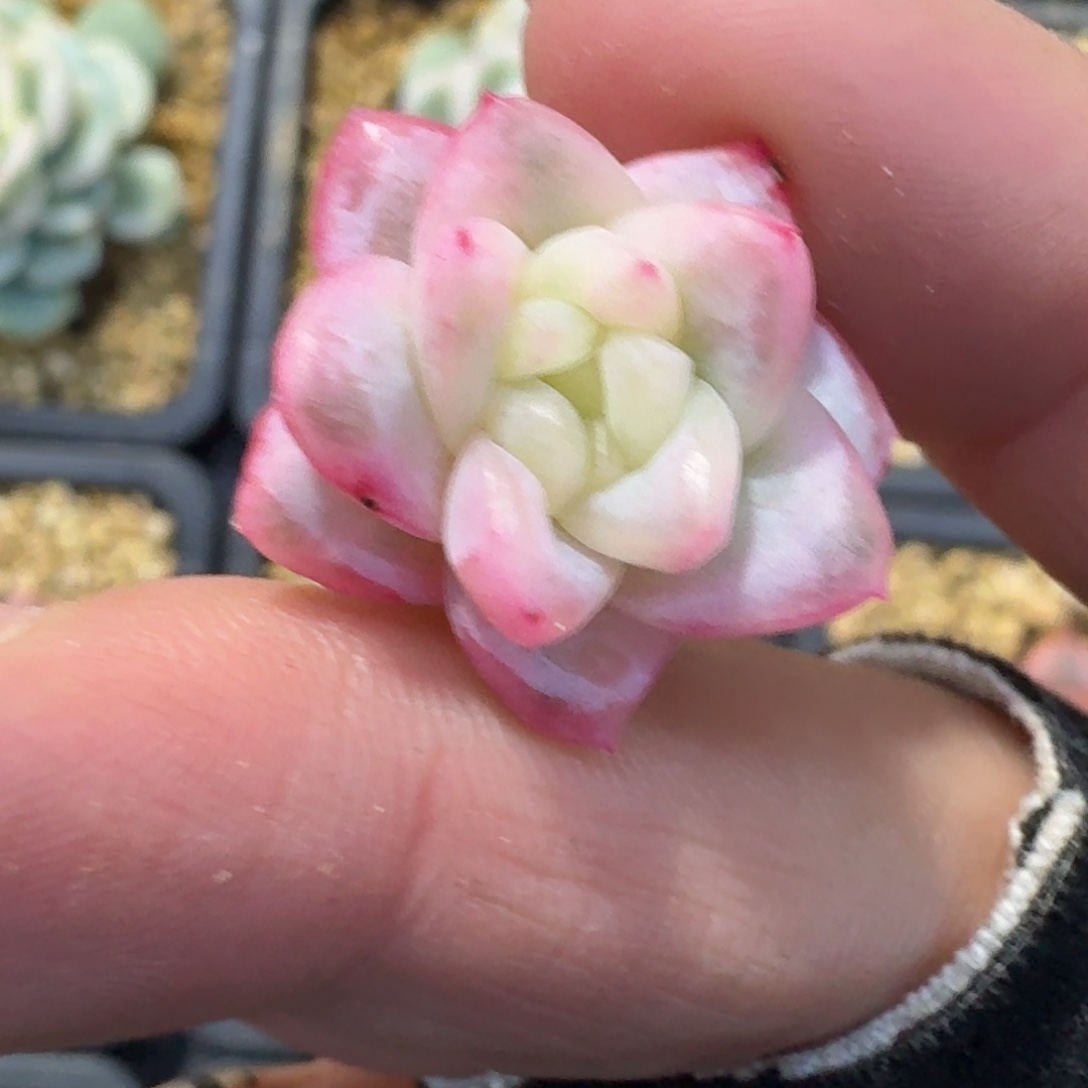 冰月亮锦一物一拍