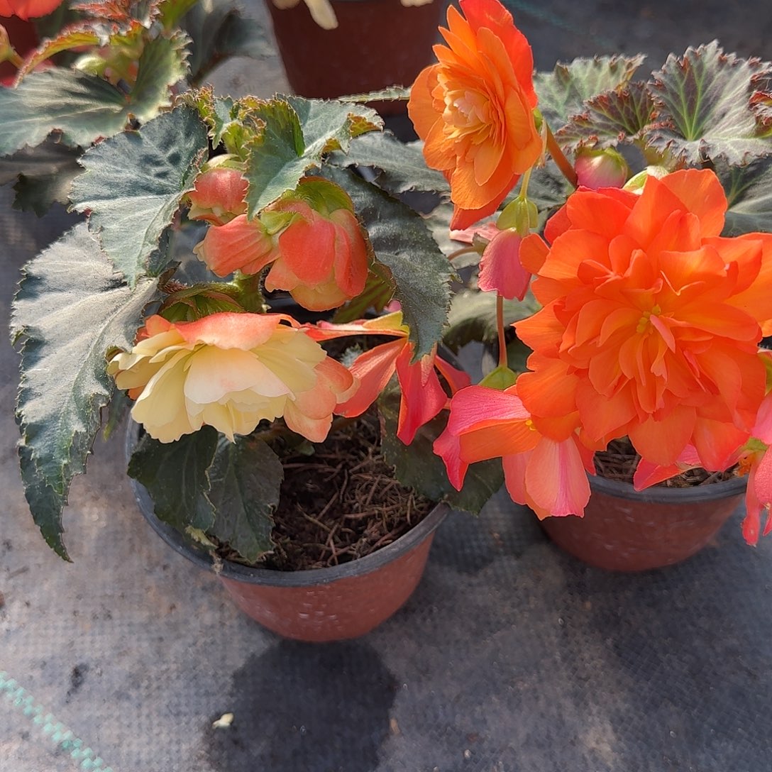 福利白桃➕火焰 球根海棠