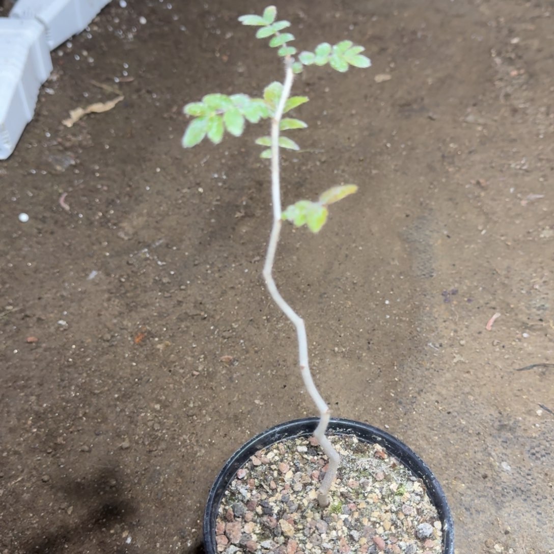 滔天橄榄一物一拍多肉