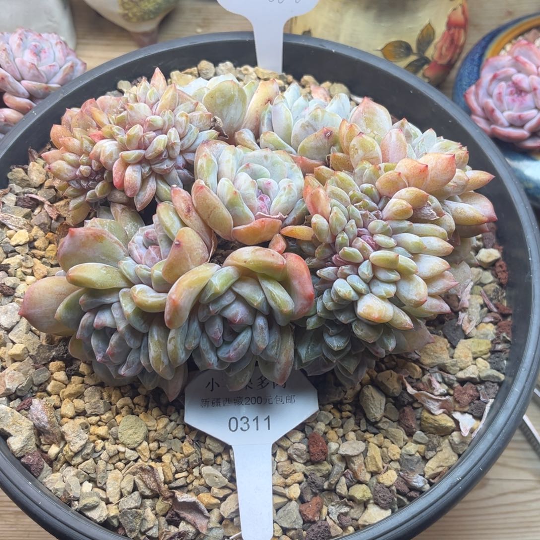 冰***子缀化311/20cm7头带缀