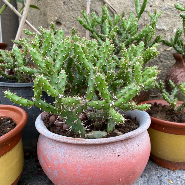 仙人牡丹鹿角梅虎刺团扇 带侧芽 扦插易活耐热耐寒多肉植物