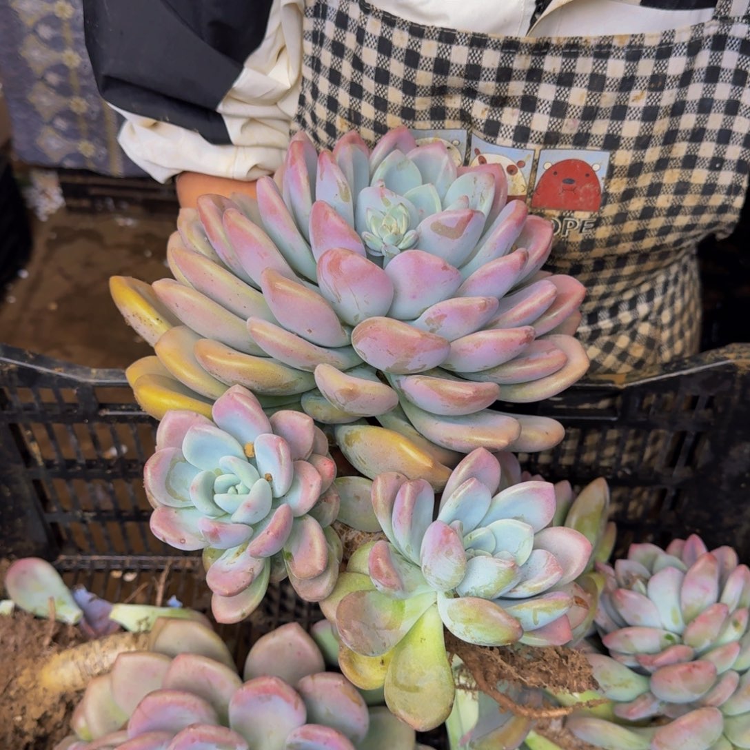 R***雨奥普 一颗 不包损108号