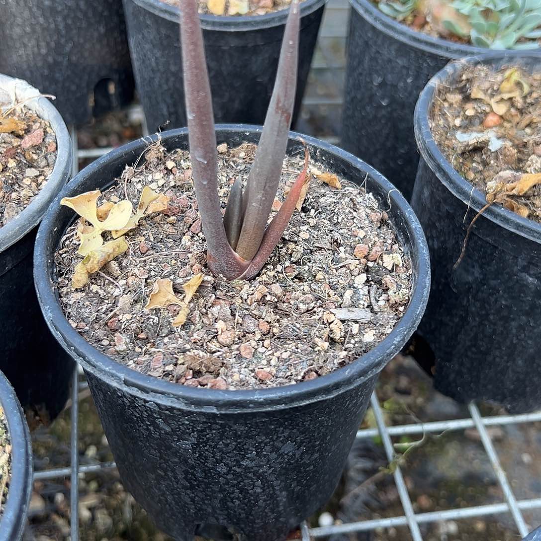 好品种芦荟，一物一拍