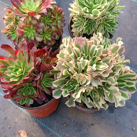 320法师4棵多肉植物